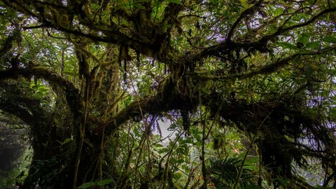 Cloud Forest Monteverde