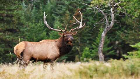 Eland,  Jasper national park
