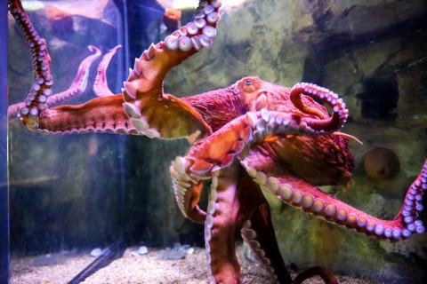 Giant Pacific Octopus 4 2  Large