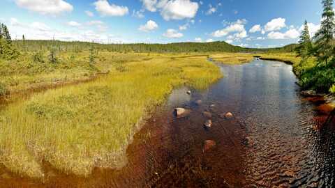 Grasvelden Terra Nova