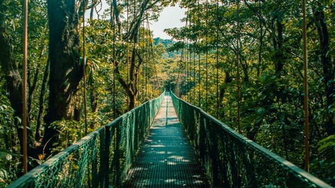 Hangbrug In Jungle