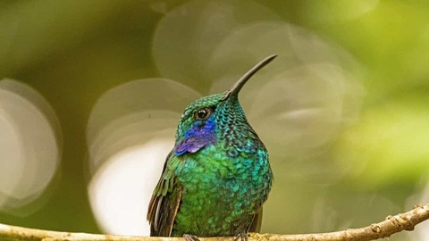 Hummingbird