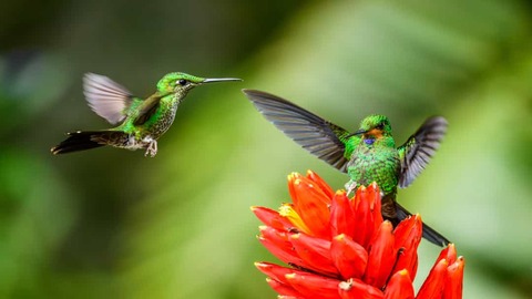 Hummingbirds