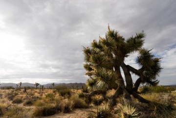 Joshua Tree National Park