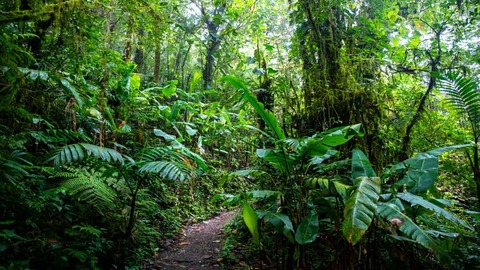 Landschap Monteverde
