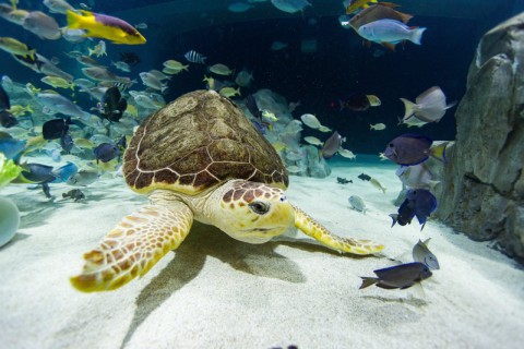 Living Sea Carousel Sea Turtle Reef Charlie Large