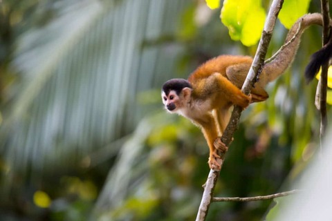 Aapje in de boom puerto Viejo