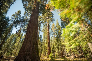 Mariposa Grove Yosemite National Park California 101318 006