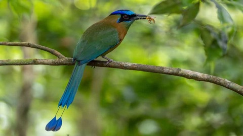 Motmot Bird Costa Rica
