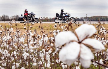 Motorcyclists And Cotton Field Near Muscle Shoals021