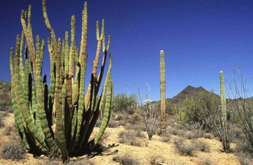 Organ Pipe National Monument