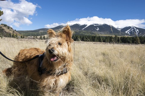 Photo   Dog With San Francisco Peaks Credit Discover Flagstaff