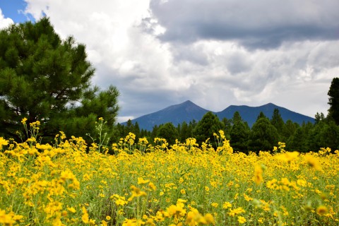 Flagstaff Arizona