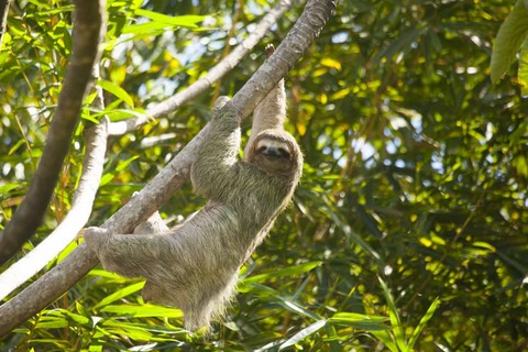 Luiaard aan boom in Pierella Gardens