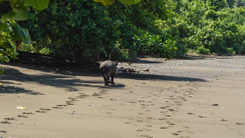 Tapir Wandelt Over