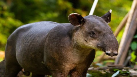 Tapir