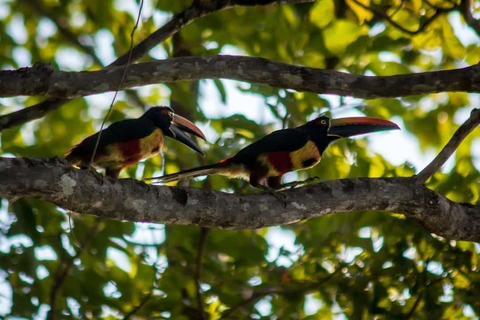 Toucans in het regenwoud van Costa Rica