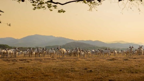 Veehouderij Costa Rica