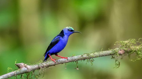 Vogel Costa Rica