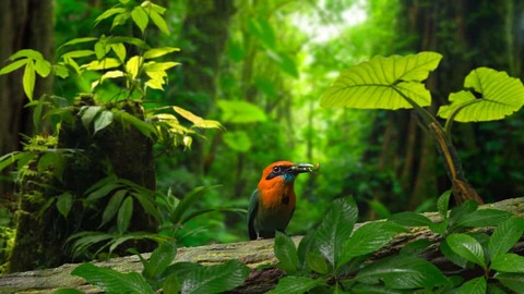 Vogels Monteverde