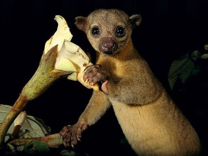 A Kinkajou Tapir, Tapir Valley