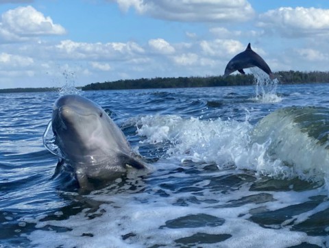 Dolfijnen spotten tijdens de  tour in de Everglades
