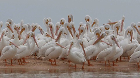 Roze lepelaars tijdens de Everglades tour