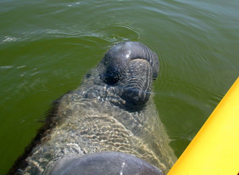Een zeeolifant komt even kijken tijdens de tour
