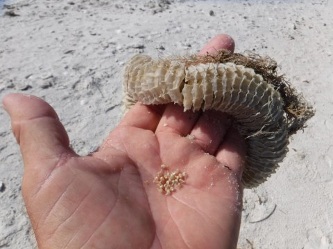 Flora en Fauna op het strand in de Everglades