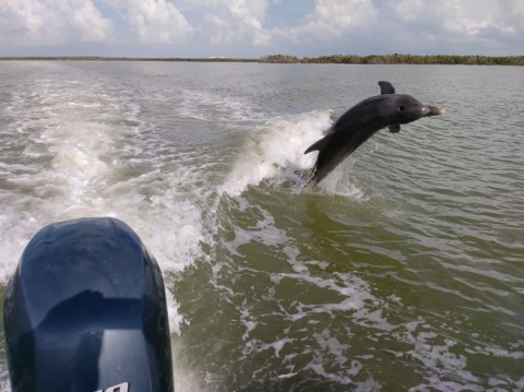 Springende dolfijn tijdens de  tour in de Everglades