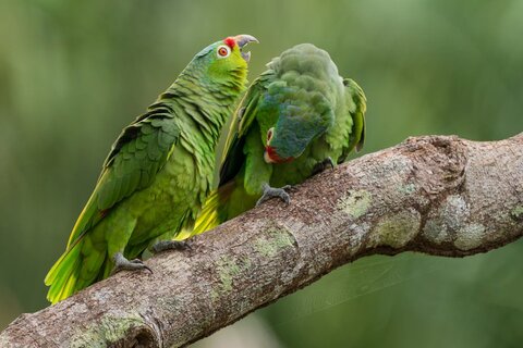 Green Parrots