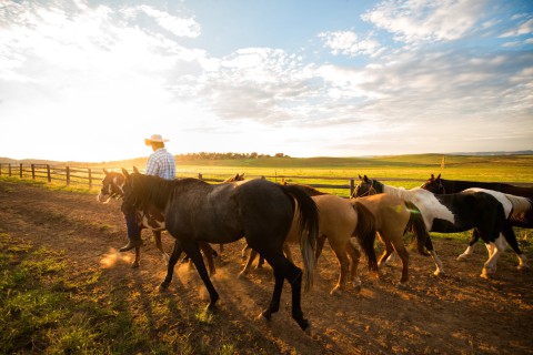 Horseback