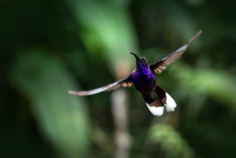 Hummingbird Tapir Valley