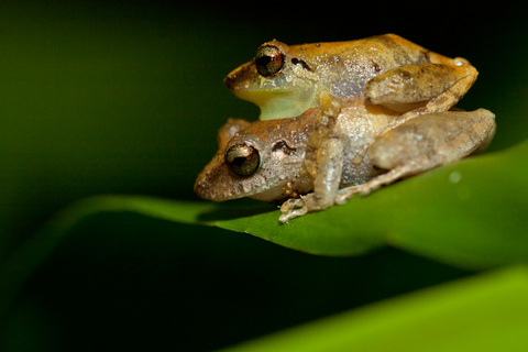 Night Tour, Tapir Valley