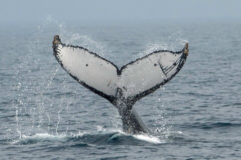 Nothing Beats A Good