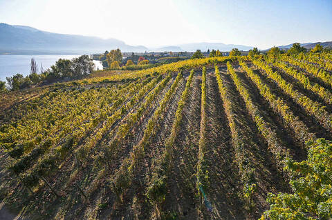 Osoyoos Wijngaard Credit Destination Bc 6 B958