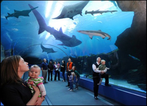 Georgia Aquarium in Atlanta