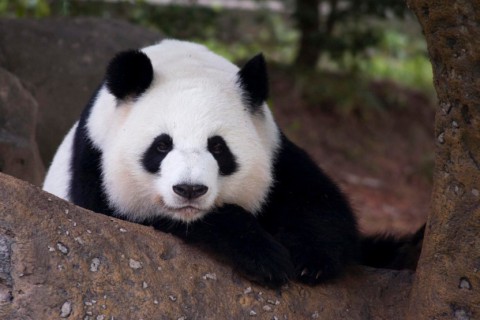 Panda at Zoo Atlanta