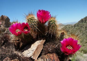 Cactus Flower