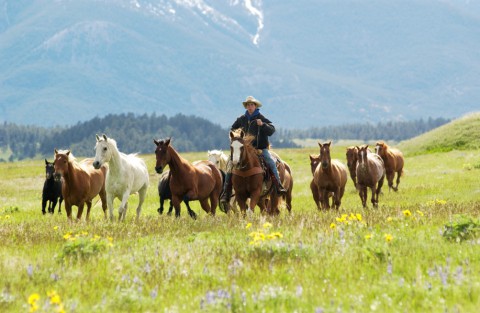 Paarden in Montana