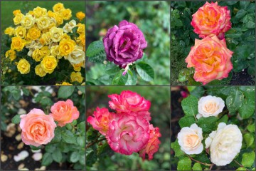 International Rose Test garden