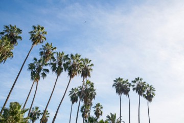 Los Angeles Palm Trees Sky