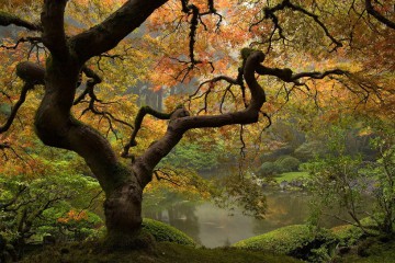 Laceleaf Japanese Maple Fall