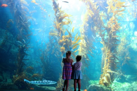 Photos San Diego La Jolla Birch Aquarium Children