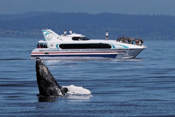 Photos Seattle Wa Port Of Puget Sound Express Whale Watching