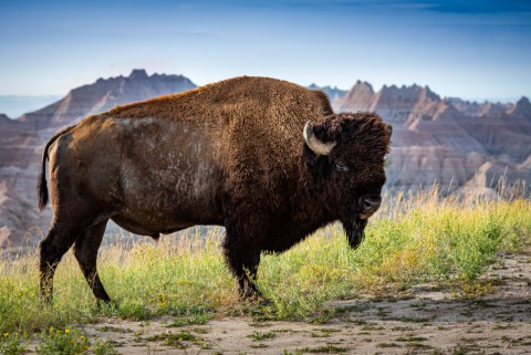 Photos South Dakota BadlandsBuffalo08 18 19cc0372