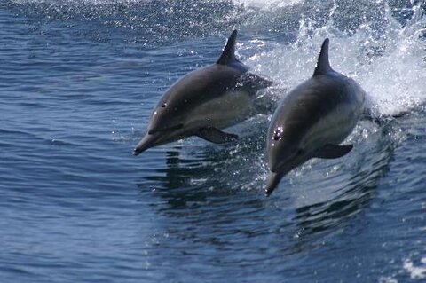 Princess Monterey Whale