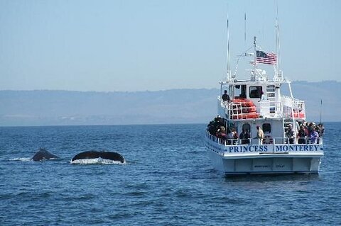 Princess Monterey Whale