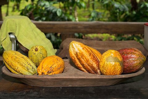 Cacao bonen Chocoladetour