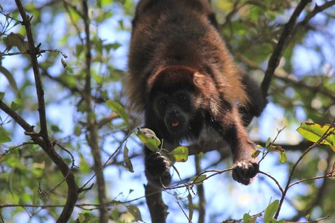 Een spinaap die zich voedt in de buurt van Tamarindo, Costa Rica